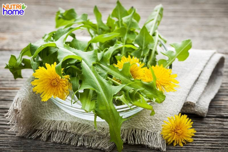 Lá bồ công anh giúp sữa mẹ đặc và giàu dinh dưỡng tự nhiên