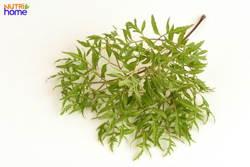 Nước lá đinh lăng giúp lợi sữa hiệu quả cho bà đẻ sau sinh