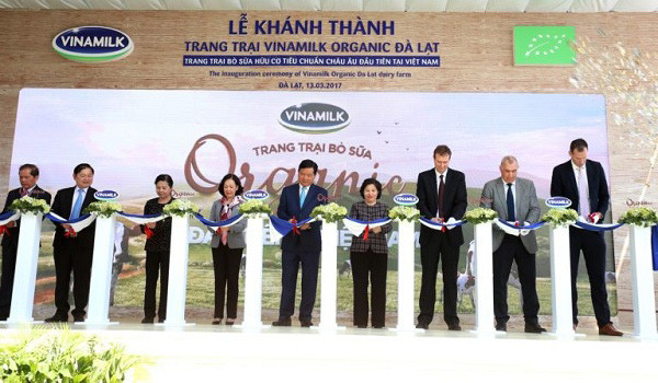 Đàn bò sữa organic tại trang trại Vinamilk Đà Lạt, cung cấp sữa chất lượng cao cho các sản phẩm như Optimum Gold.