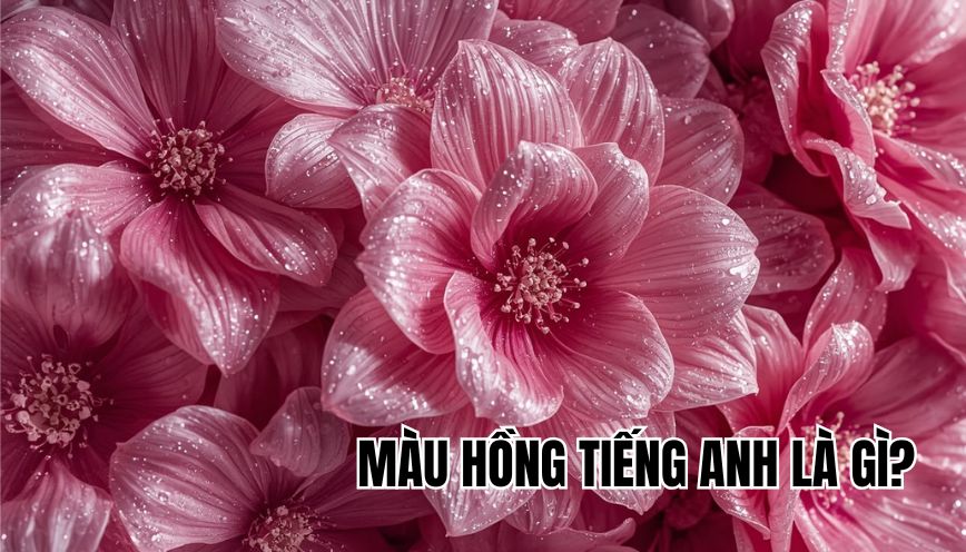 màu hồng tiếng Anh là gì