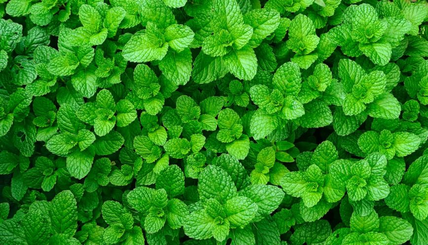 Idioms phổ biến với từ “green”