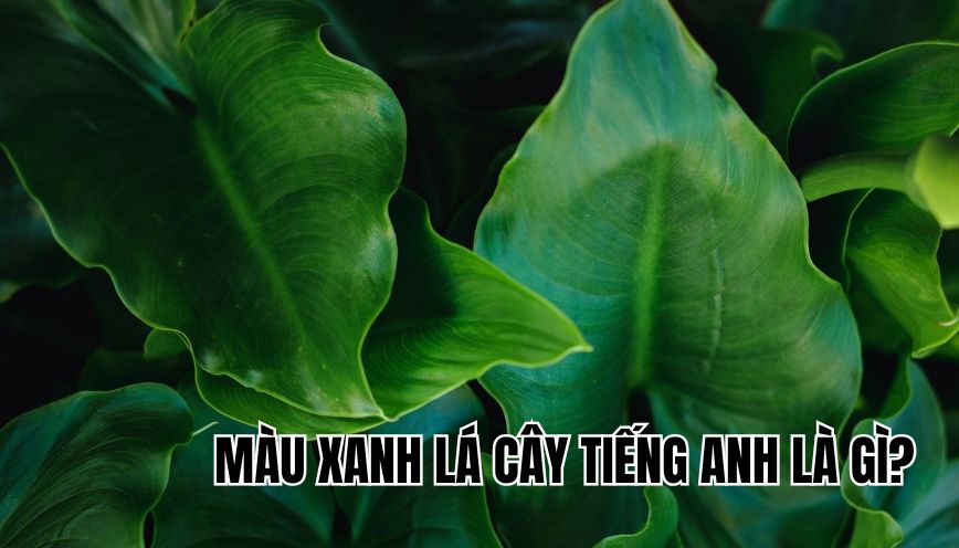 màu xanh lá cây tiếng Anh là gì