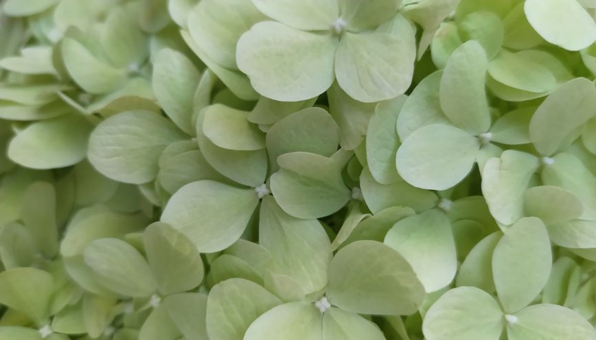 Light green dịu nhẹ và tươi mới