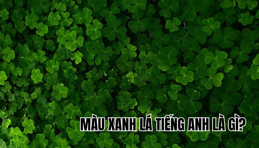 Màu xanh lá tiếng Anh là gì
